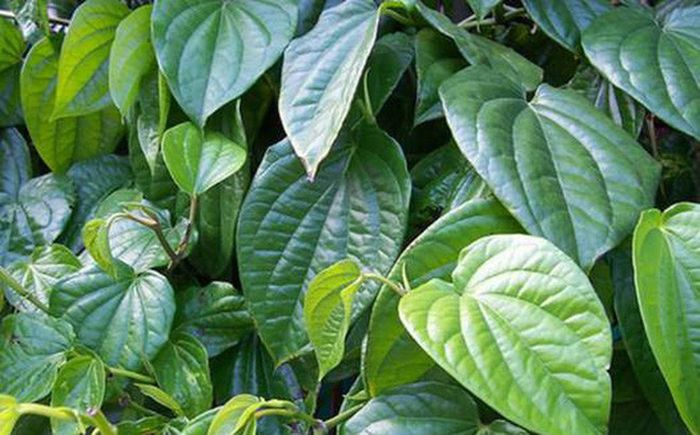 SỬ DỤNG CÂY THẢO DƯỢC ĐỂ NÂNG CAO SỨC KHỎE CHO  ĐÀN VẬT NUÔI
