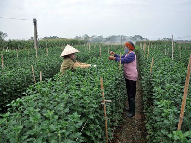 KỸ THUẬT TRỒNG HOA CÚC