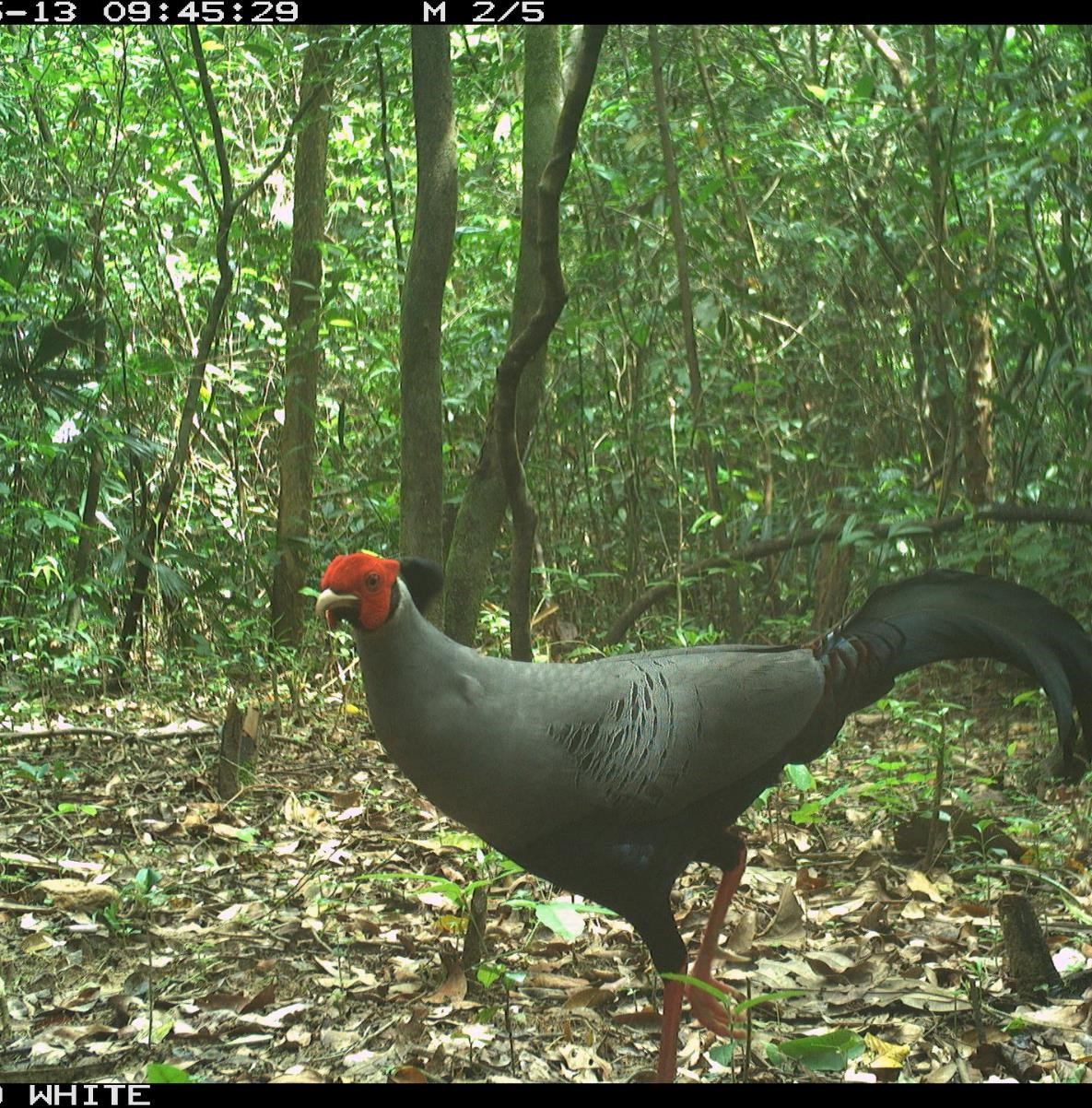 KHU BẢO TỒN THIÊN NHIÊN ĐAKRÔNG TỪNG BƯỚC TRỞ THÀNH VƯỜN QUỐC GIA ĐAKRÔNG