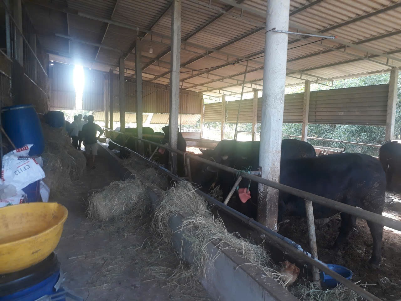CÔNG TÁC KIỂM SOÁT VẬN CHUYỂN, KIỂM TRA, GIÁM SÁT VIỆC GIẾT MỔ, BUÔN BÁN CÁC SẢN PHẨM TRÂU, BÒ PHÒNG CHỐNG BỆNH VIÊM DA NỔI CỤC TRÂU, BÒ TRÊN ĐỊA BÀN TỈNH QUẢNG TRỊ NĂM 2024