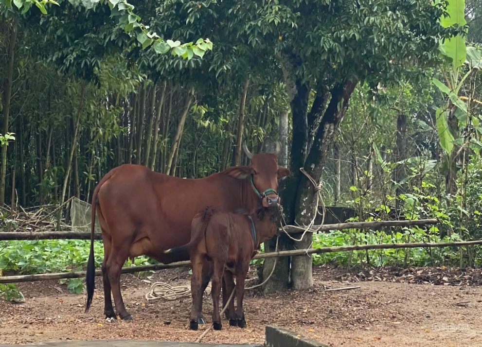 Một số giải pháp hỗ trợ phát triển sản xuất trong lĩnh vực nông nghiệp thuộc các Chương trình MTQG cho giai đoạn tới trên địa bàn tỉnh Quảng Trị