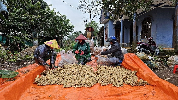 NÔNG DÂN HƯỚNG HÓA PHẤN KHỞI  VÀO VỤ THU HOẠCH GỪNG PHỤC VỤ TẾT