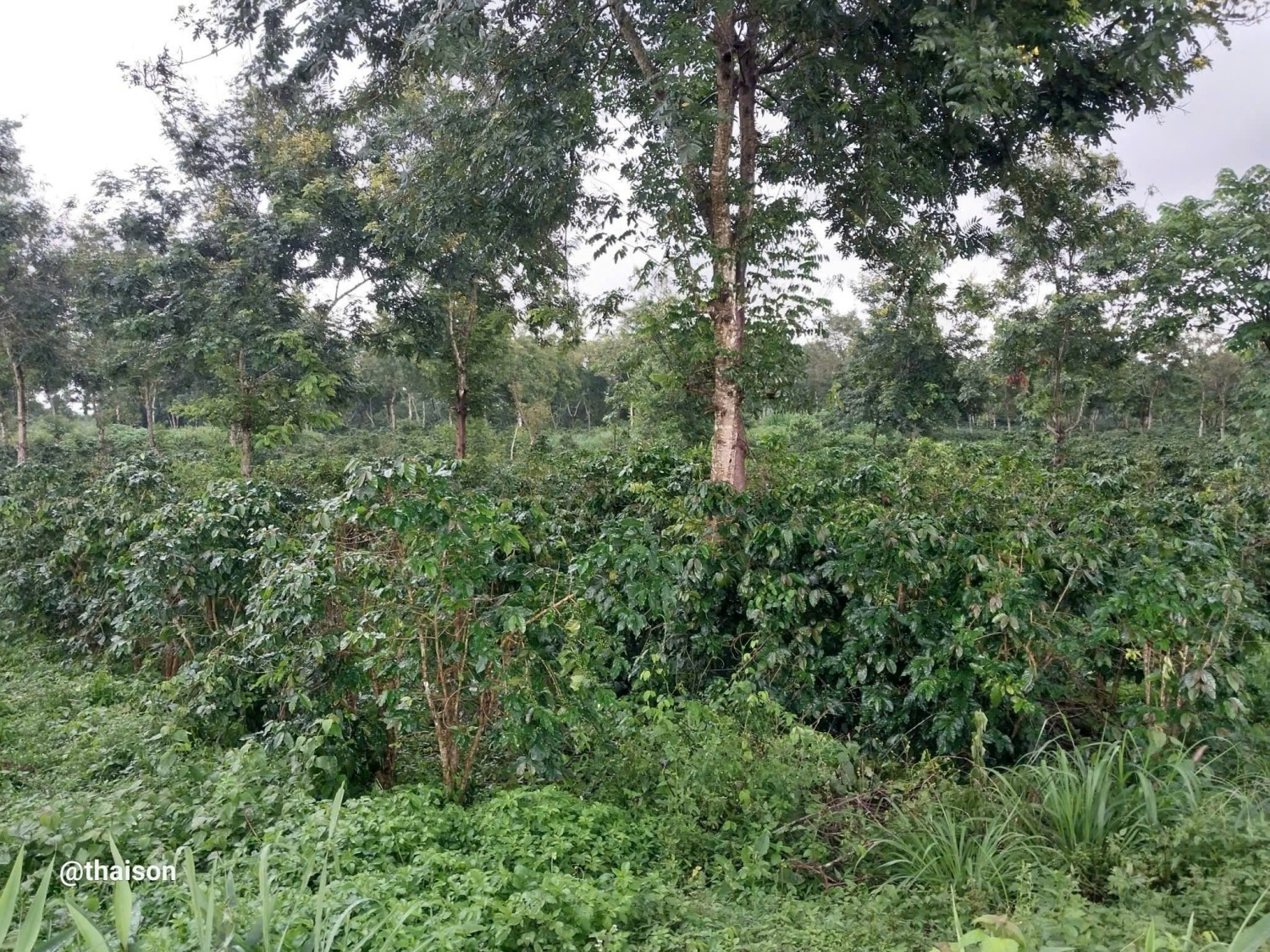 CƠ HỘI VÀ THÁCH THỨC CHO NGÀNH HÀNG CÀ PHÊ QUẢNG TRỊ KHI QUY ĐỊNH CANH TÁC KHÔNG GÂY MẤT RỪNG CỦA LIÊN MINH CHÂU ÂU (EUDR) CÓ HIỆU LỰC