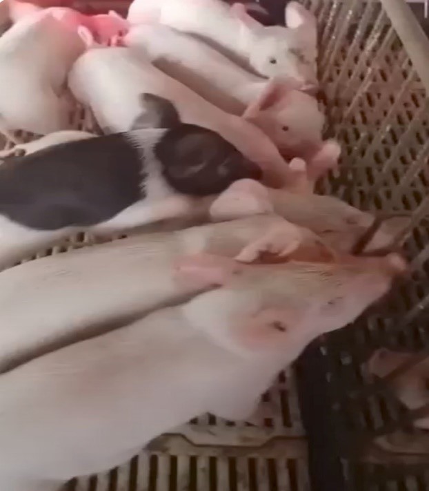 THẬN TRỌNG KHI TÁI ĐÀN GIA SÚC, GIA CẦM SAU TẾT NGUYÊN ĐÁN ẤT TỴ