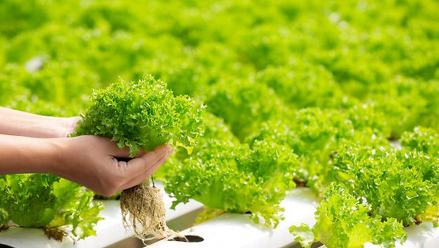 KHUYẾN NÔNG HỮU CƠ VÀ LỢI ÍCH MANG LẠI CHO MÔI TRƯỜNG