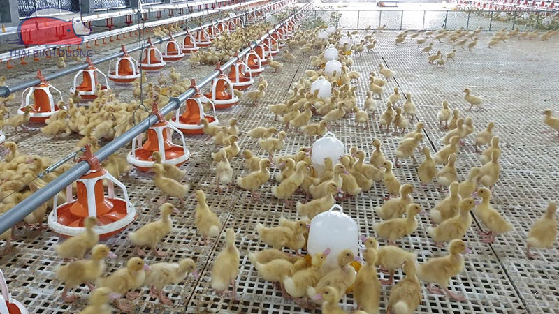 QUY TRÌNH CHĂN NUÔI VỊT THỊT TRÊN SÀN