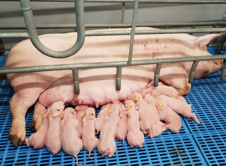 HƯỚNG DẪN KỸ THUẬT CHĂN NUÔI  LỢN NÁI ĐẺ VÀ NUÔI CON
