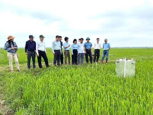 TRIỂN KHAI THÍ ĐIỂM MÔ HÌNH TƯỚI NGẬP KHÔ XEN KẼ TRONG CANH TÁC LÚA THÍCH ỨNG VỚI BIẾN ĐỔI KHÍ HẬU