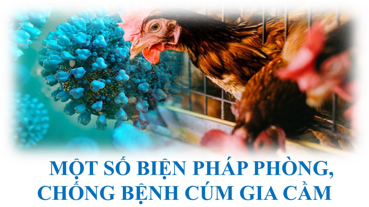 HƯỚNG DẪN PHÒNG, CHỐNG BỆNH CÚM GIA CẦM