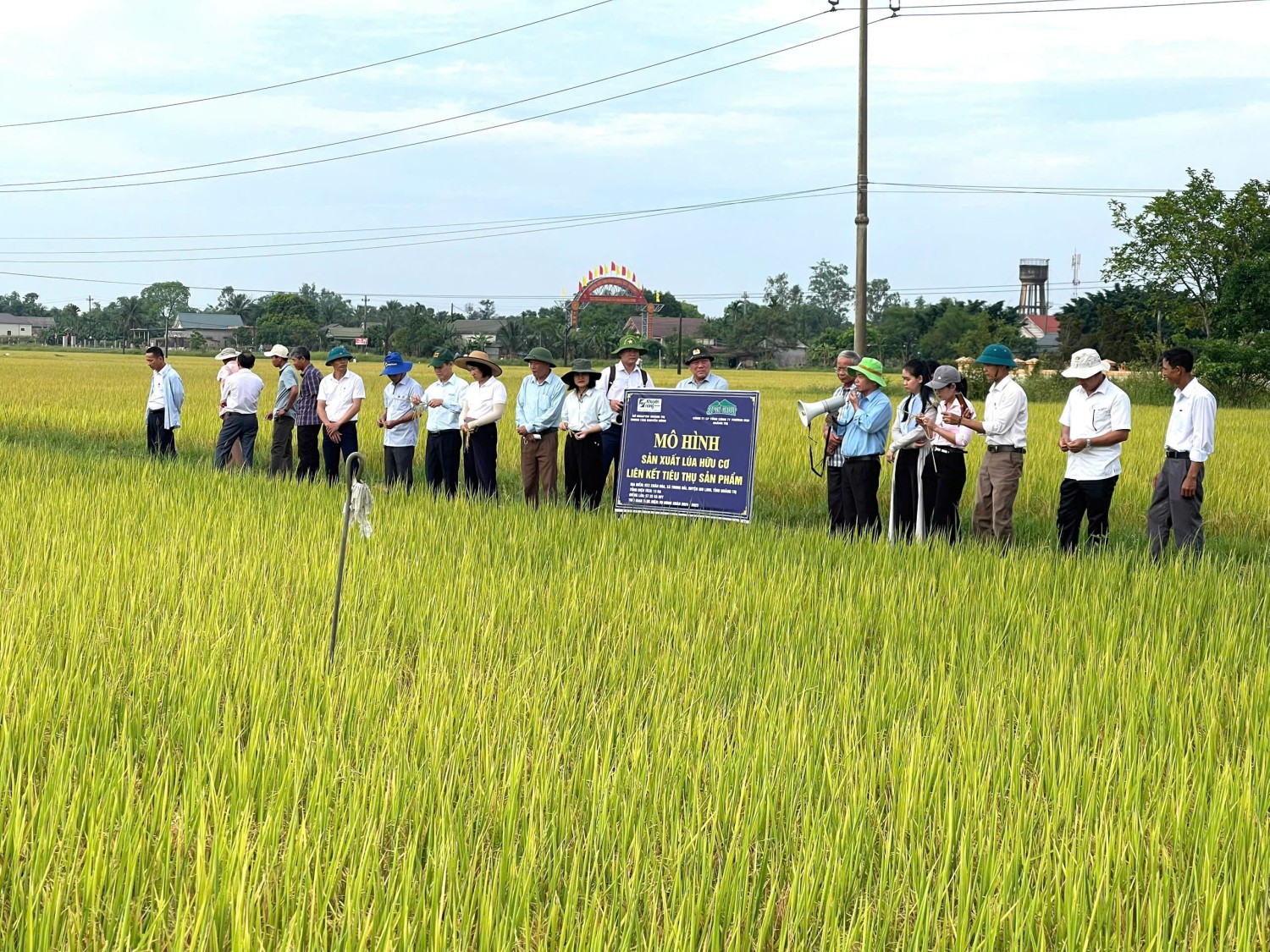 TRIỆU PHONG: HIỆU QUẢ PHƯƠNG PHÁP SẠ CỤM KẾT HỢP BÓN VÙI PHÂN TRONG SẢN XUẤT LÚA THEO HƯỚNG HỮU CƠ LIÊN KẾT TIÊU THỤ SẢN PHẨM