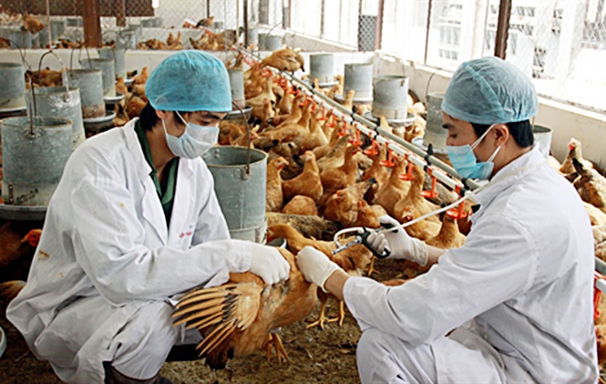 HƯỚNG DẪN SỬ DỤNG KHÁNG SINH ĐIỀU TRỊ BỆNH CHO ĐỘNG VẬT NUÔI AN TOÀN VÀ HIỆU QUẢ