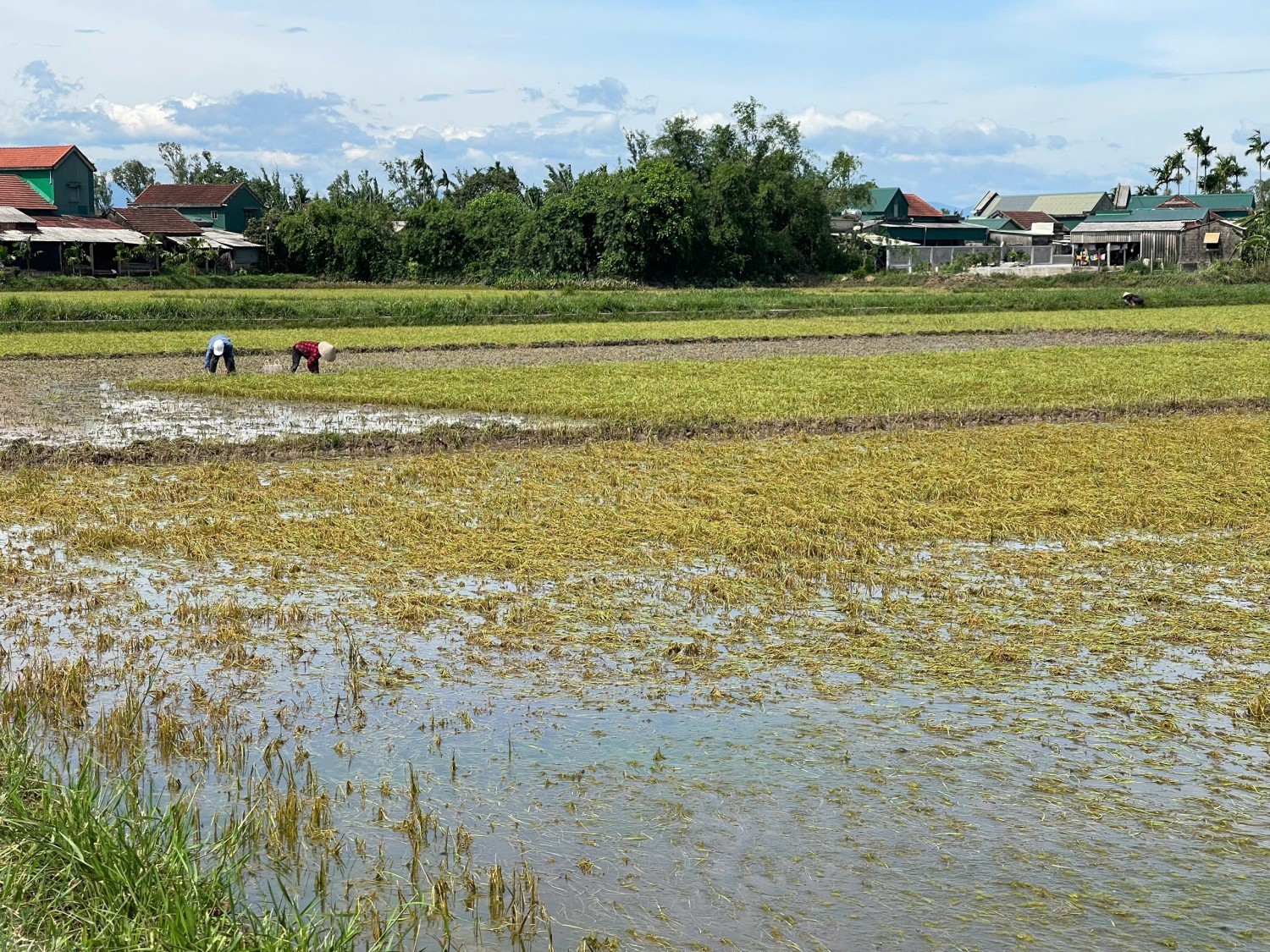 Phương án khôi phục sản xuất nông nghiệp, đảm bảo sinh kế cho người dân bị thiệt hại do mưa lũ bất thường gây ra trong Hè Thu 2025