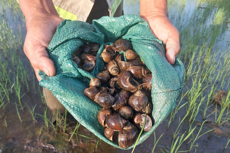 Phòng trừ các đối tượng gây hại chính trên cây lúa đầu vụ Hè Thu 2025.