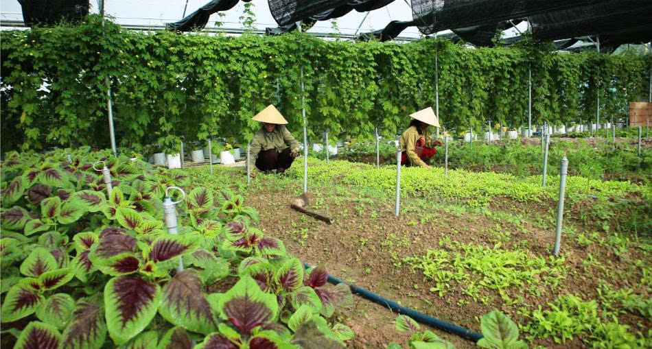 Các địa phương tích cực ứng dụng cộng nghệ số trong sản xuất nông nghiệp nhằm thúc đẩy nông nghiệp thông minh