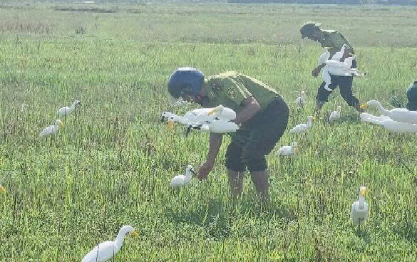 Lực lượng Kiểm lâm Lệ Thủy tháo bẫy cò giả trên đồng ruộng