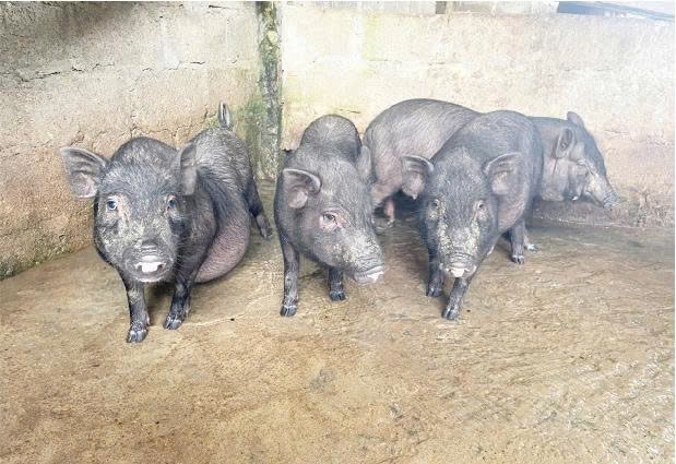 Mô hình chăn nuôi lợn Vân Pa do Trung tâm Khuyến nông thực hiện tại xã Tân Lập