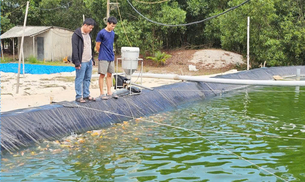Ao nuôi cá Koi giống của anh Lê Minh Đức mang lại thu nhập cao mỗi năm