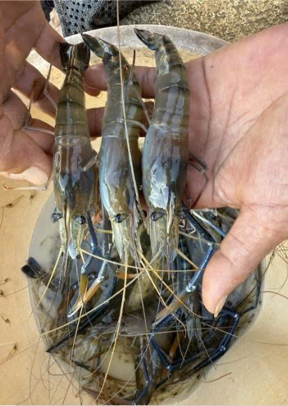 Mô hình nuôi tôm càng xanh 2 giai đoạn mang lại hiệu quả kinh tế cao cho người nuôi