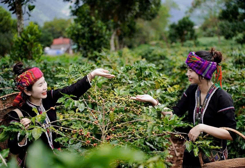 Du khách trải nghiệm thu hoạch cà phê trong hành trình khám phá “Khe Sanh coffee tour”