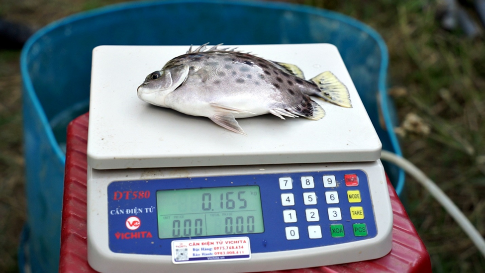 Cá nâu, đối tượng nuôi đầy triển vọng