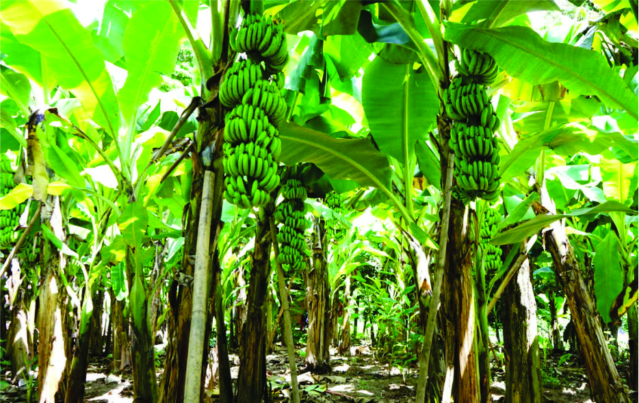 Nhiều vùng trồng chuối được cấp MSVT phục vụ xuất khẩu cho thị trường Trung Quốc