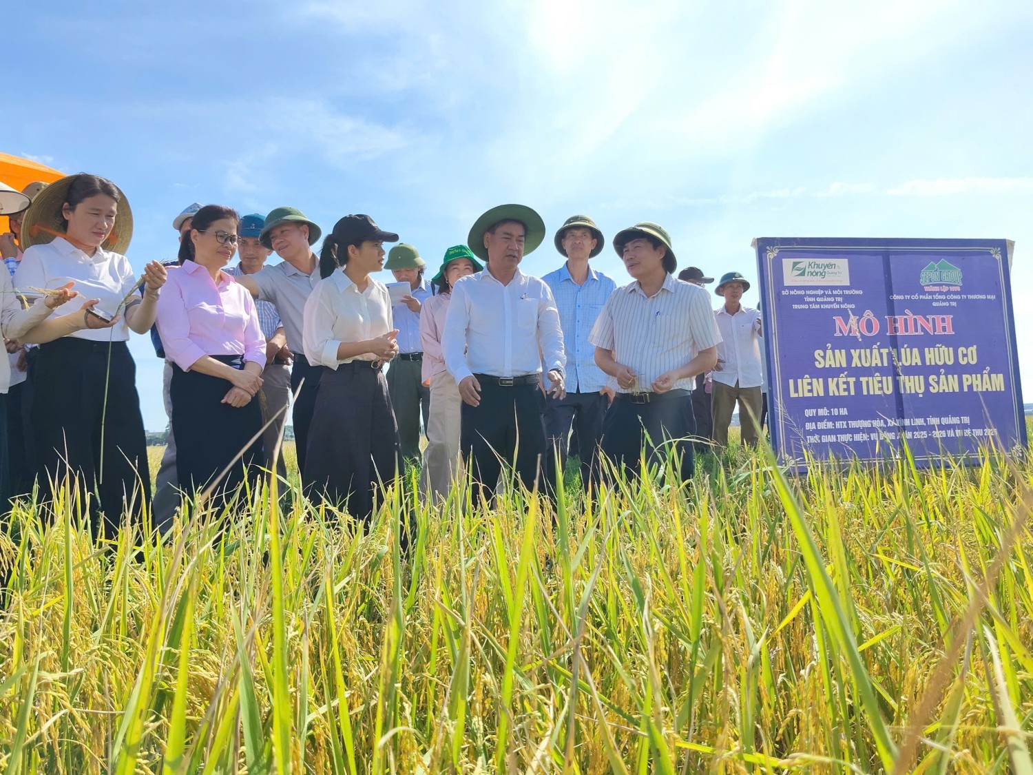 SẢN XUẤT LÚA HỮU CƠ GẮN VỚI LIÊN KẾT TIÊU THỤ CHO HIỆU QUẢ KINH TẾ CAO