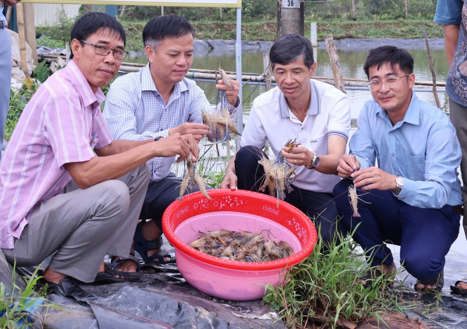 Mô hình nuôi tôm càng xanh 2 giai đoạn cho lợi nhuận trên 250 triệu đồng