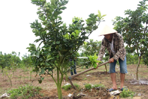 CHĂM SÓC CÂY ĂN QUẢ KHI BƯỚC VÀO MÙA MƯA