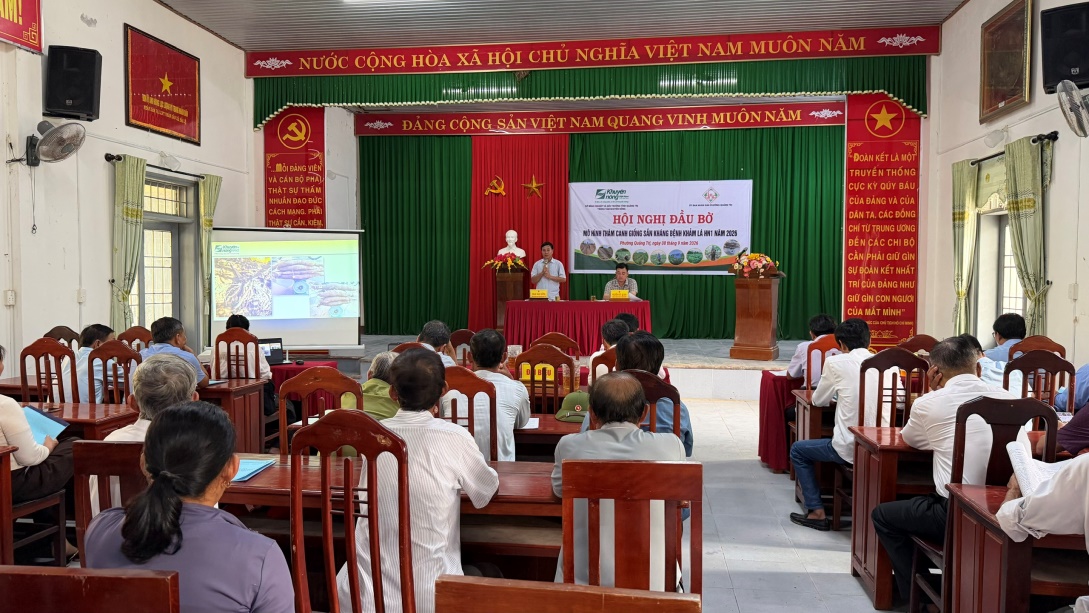 Giống sắn HN1 cho năng suất dự kiến gần 33 tấn/ha