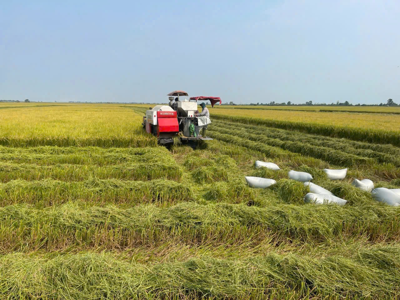 Đưa nông thôn mới Quảng Trị tiệm cận các tiêu chuẩn hiện đạ