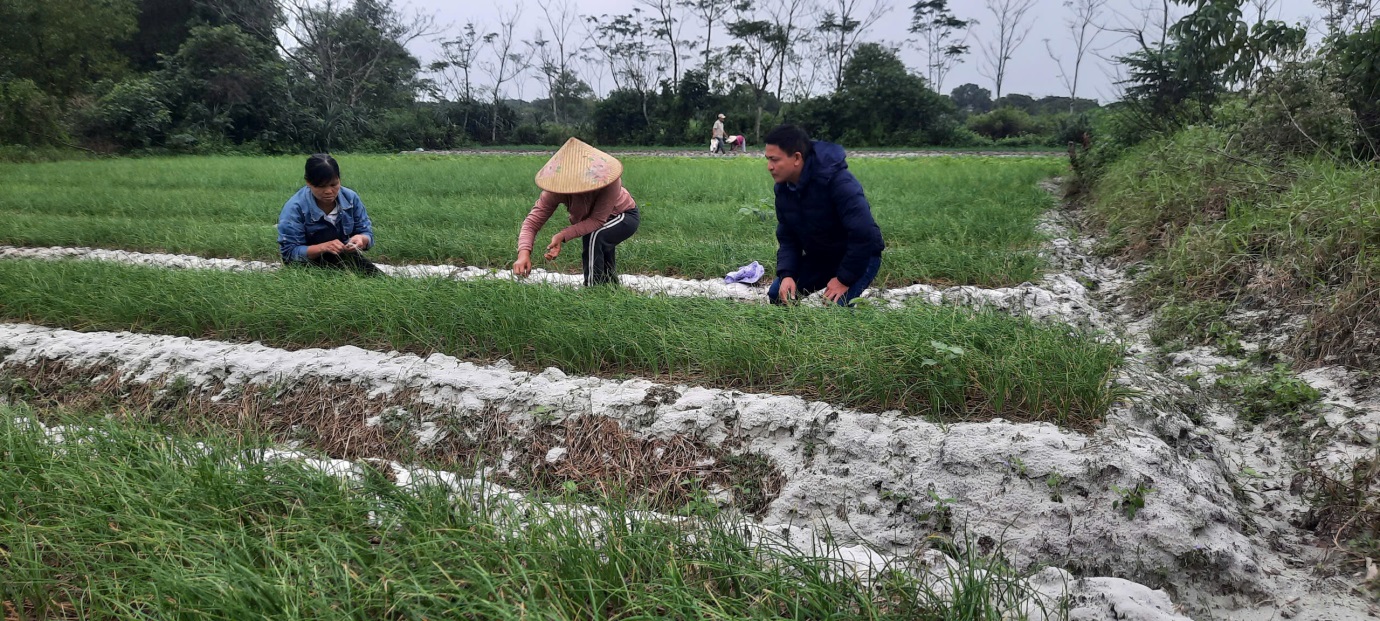 KỸ THUẬT TRỒNG, CHĂM SÓC VÀ PHÒNG TRỪ SÂU BỆNH HẠI CÂY NÉN